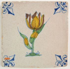 Tulip