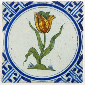 Tulip